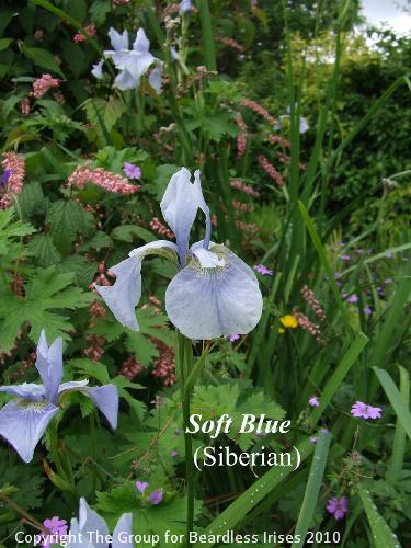Soft Blue